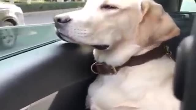 Cat 🐈 & Dog 🐕 Funny Video
