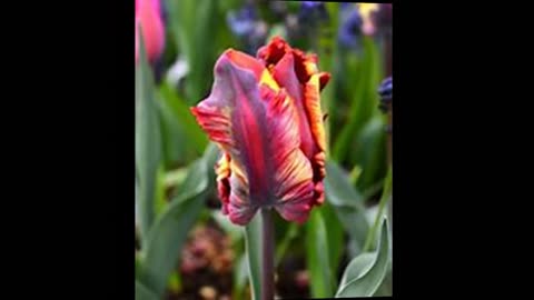 Louis Jordan- Let The Good Times Roll-----tulips-blues