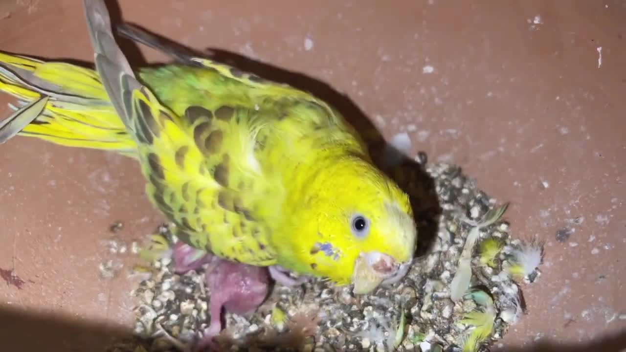 BUDGIES COLONY PROGRESS || Budgies colony update 2022