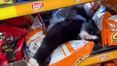 adorable cat sleeping among the snacks!