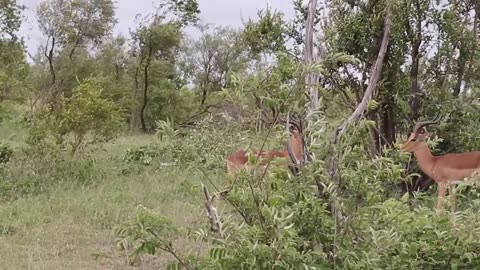 Impala Rams Fighting