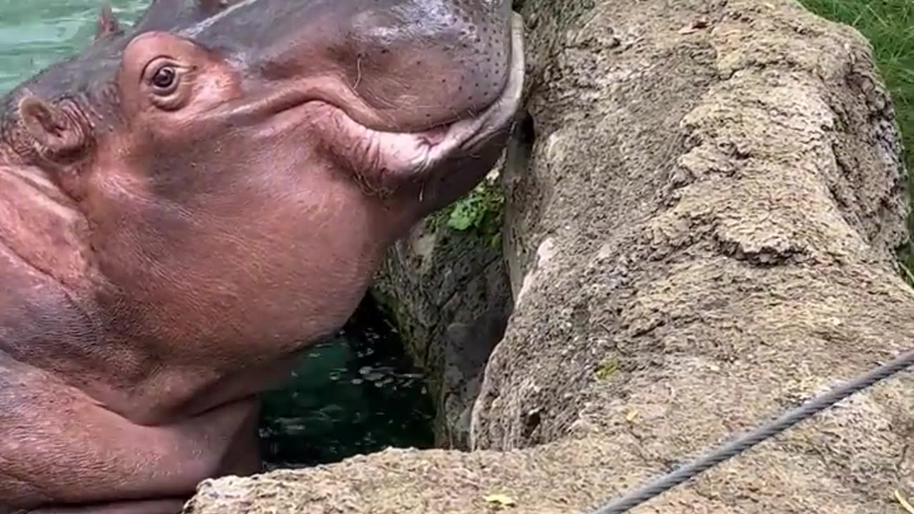 Hungry Hippos Enjoy Pumpkin Treats