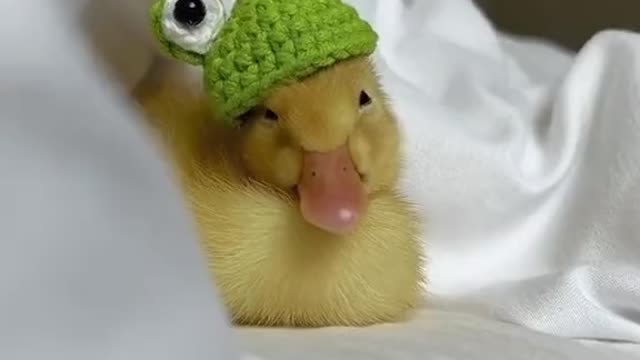 Baby duck falls asleep wearing a tiny frog hat 🥺🦆