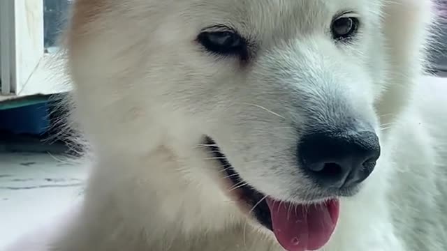 Samoyed is super cute