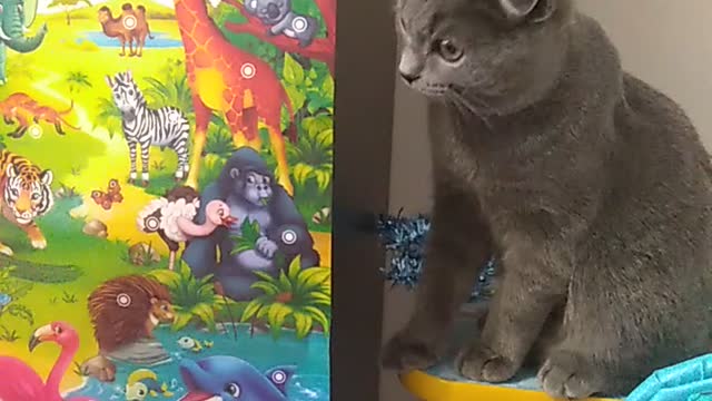The son with the cat learn the animals