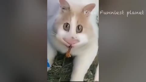 New Funny Animals 🤣 Funniest Cats And Dogs