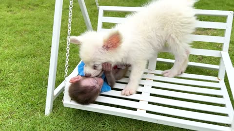 Monkey Baby Bon Bon go fishing and plays with Ducklings and puppy in the swimming pool