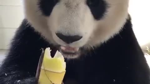 Lovely giant pandas