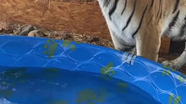 The tiger is playing with water in the basin