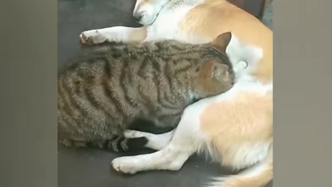 Funny animal