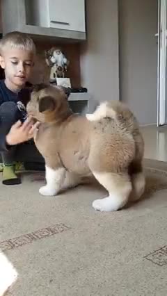 Cute puppy
