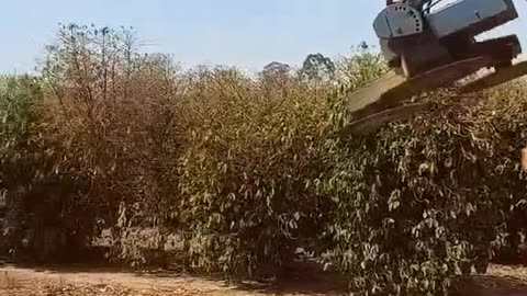 CRC vídeos curiosos