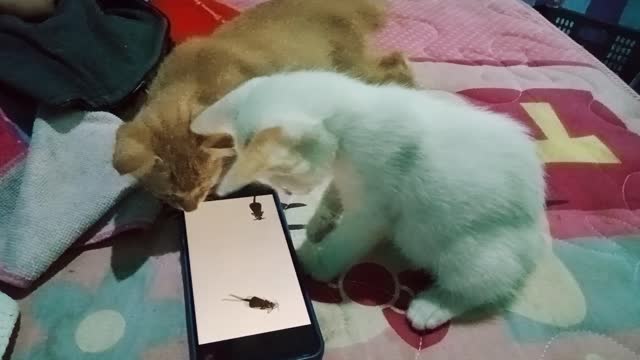 Kucing lucu lagi nonton video tikus