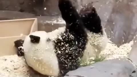 And this is why pandas are awesome