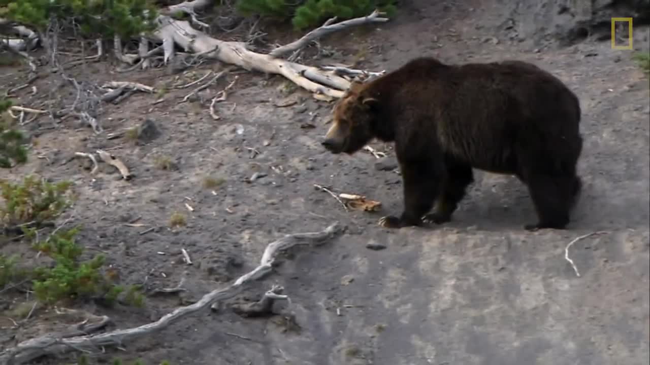 Un grizzly fond férocement sur sa proie