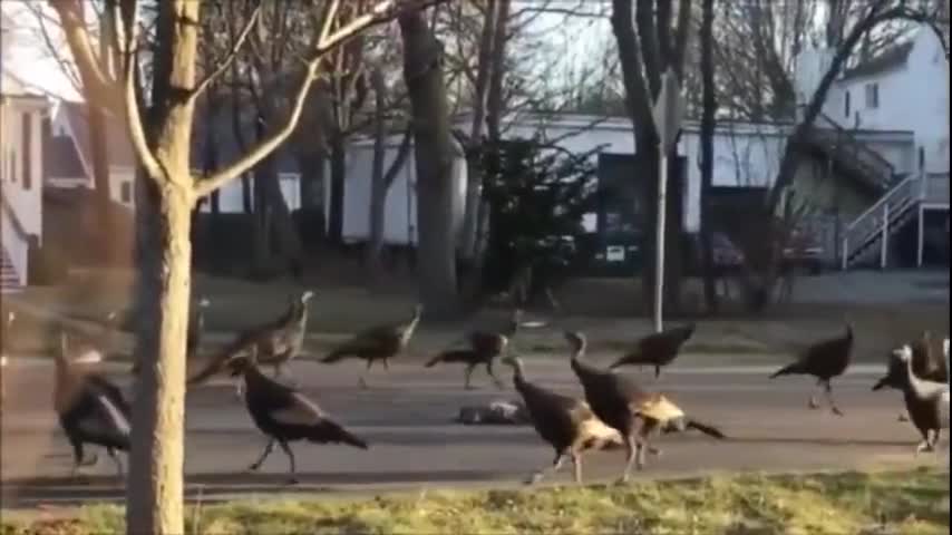 Creepy Vultures Dance