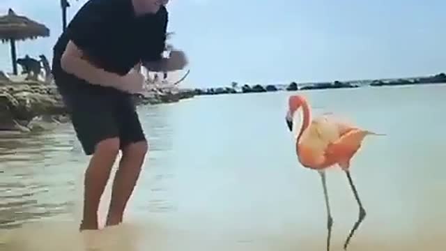 DANCE WITH BEAUTIFUL FLAMINGO.mp4