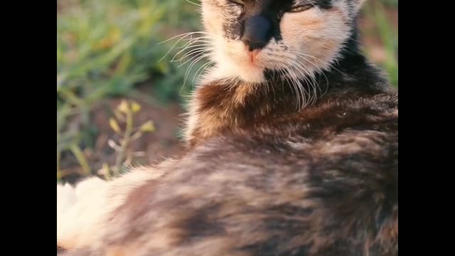 Most funny cat funny moment in the ground..😽😽😺😺😽😽😘😘😚😚😽😽