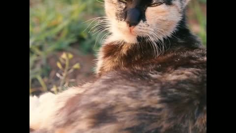 Most funny cat funny moment in the ground..😽😽😺😺😽😽😘😘😚😚😽😽