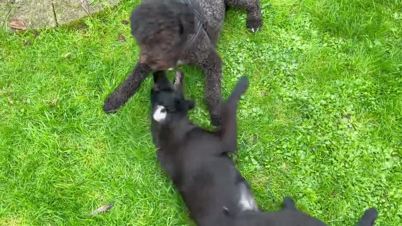 Labradoodle playing with Flatcoated Retriever Doodle - Nala & Tammy - Cute Pet Videos