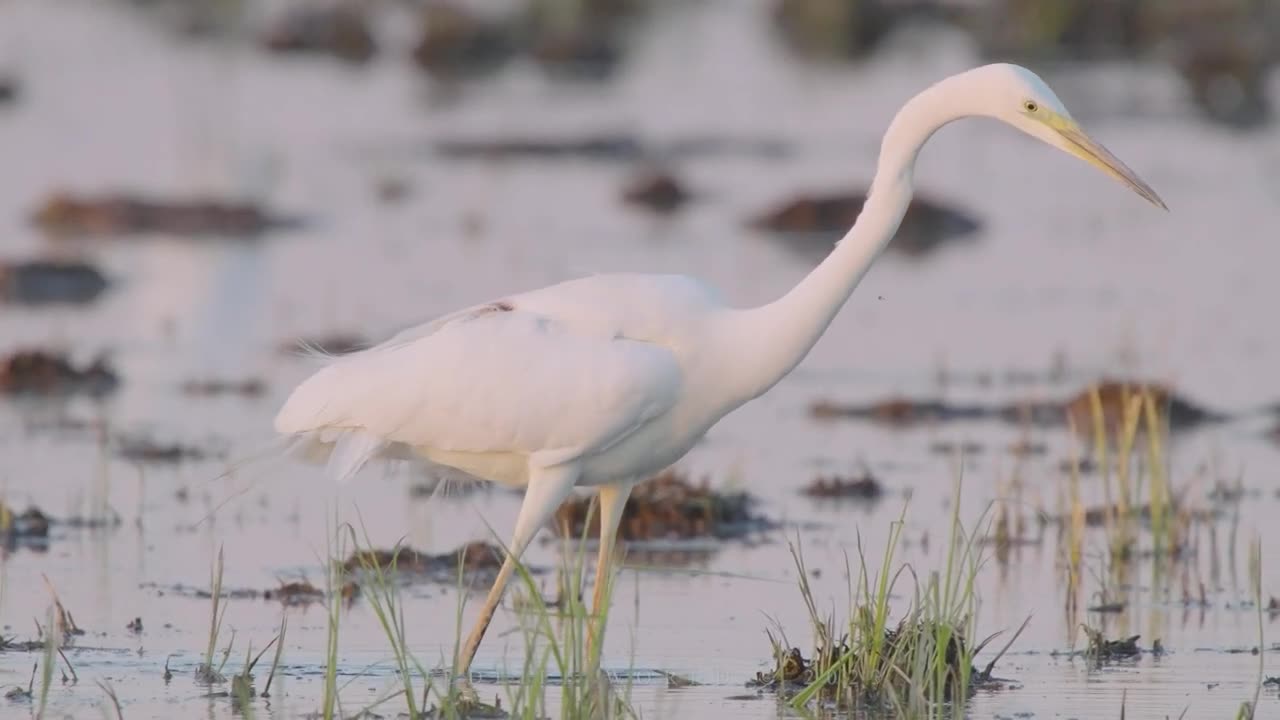 Great Egret bird with a huge wound