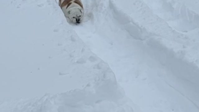 Goofy Doggo Has Unique Way to Sled