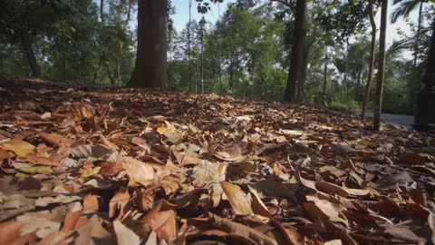 Autumn Leaves Singapore 03