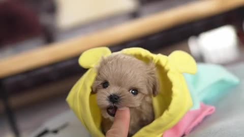 Ho loves #Lovely#Little #puppy