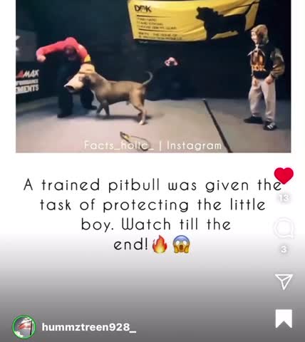 Pit bulls are down with restore constitution and save the children revolution