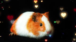 guinea pig