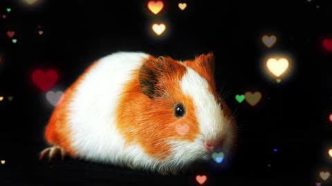 guinea pig