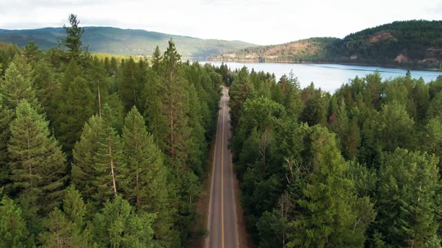 panning shot over road in forest