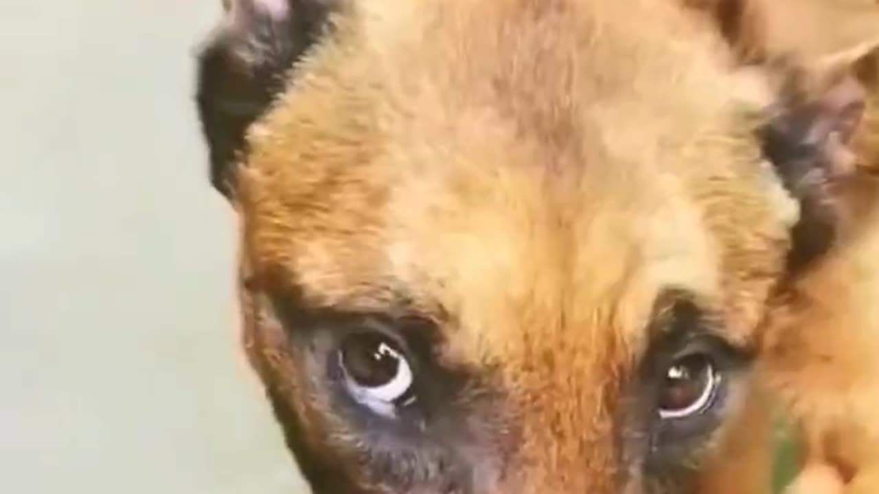 Funny animal videos - Funny moment