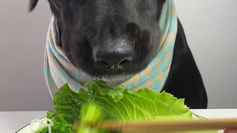 😍 Don't Blink! Noodles Gone in a Bite 🐾🐶 #PetVlogs 📸 #Dog #ASMR 🐕 #Shorts #Viral #Trending #Video 🤪