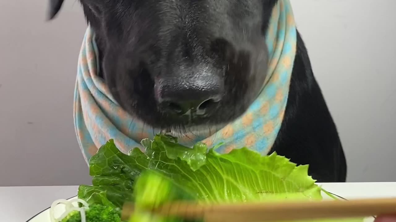 😍 Don't Blink! Noodles Gone in a Bite 🐾🐶 #PetVlogs 📸 #Dog #ASMR 🐕 #Shorts #Viral #Trending #Video 🤪