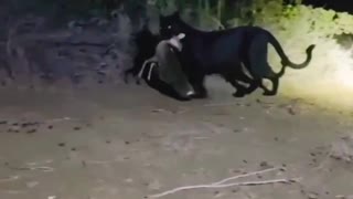 Black Leopard Hunts Dik Dik.