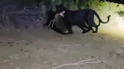 Black Leopard Hunts Dik Dik.