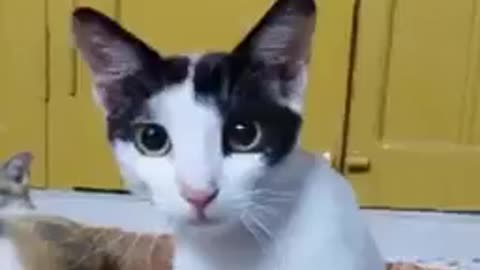 Funny video cat