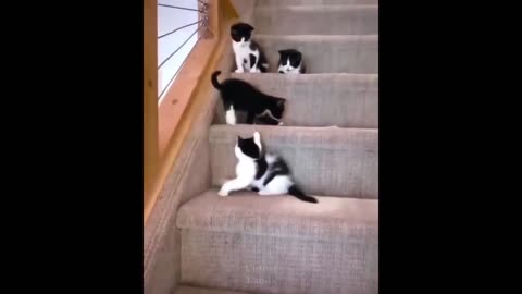 Funniest Cats 😹 - Don't try to hold back Laughter 😂