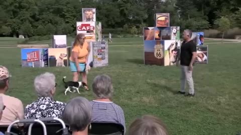 Dog training video