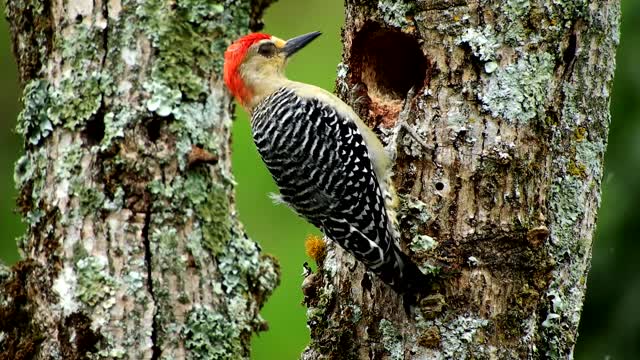 fauna bird carpenter woodpecker
