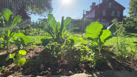 TINY VEGETABLE GARDEN