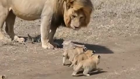 Cute animal Lion Baby