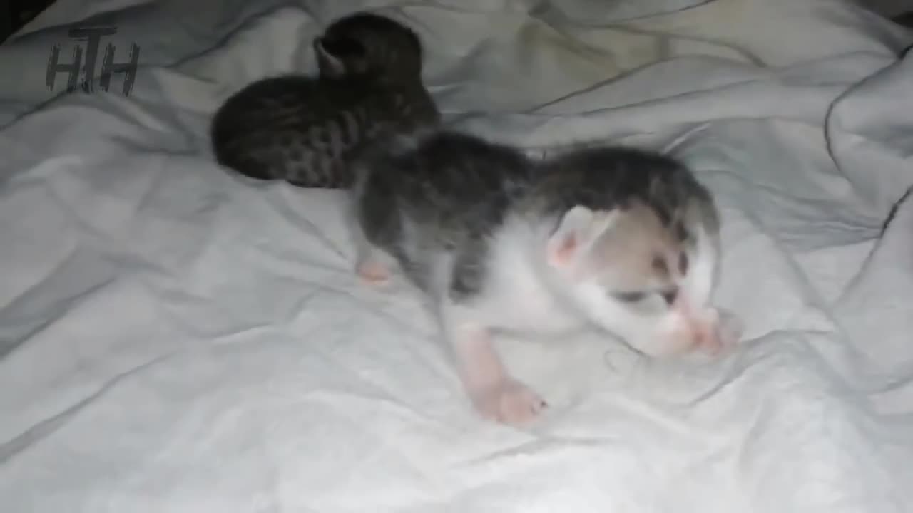 Newborn Kittens Meowing 😍 Baby Cats Meowing MEOW MEOW