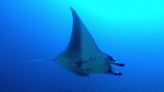 Giant manta rays in Indonesia glide right over scuba diver