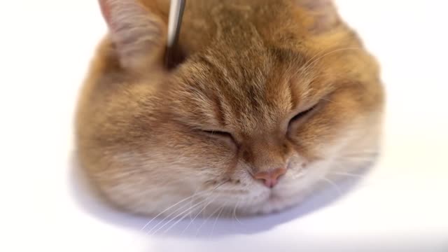 Today is master-class how to paint a cat
