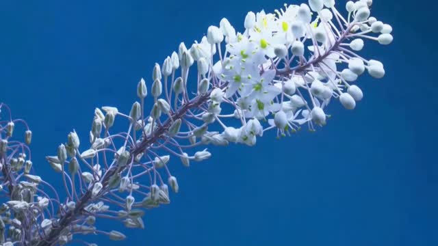 Time Lapse Video Of Flower Blooming