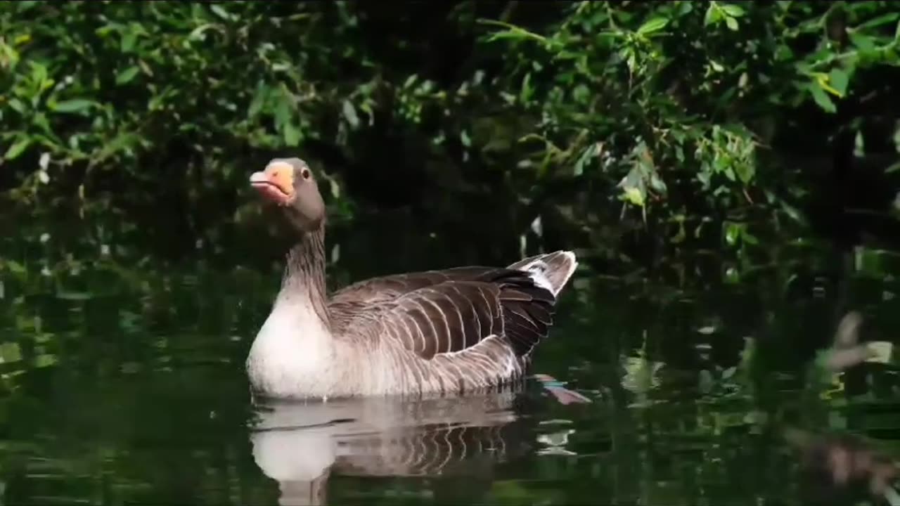 Funny Ducks| Cute Ducks And Ducklings | Batakhen | Ducks Enjoying Swimming