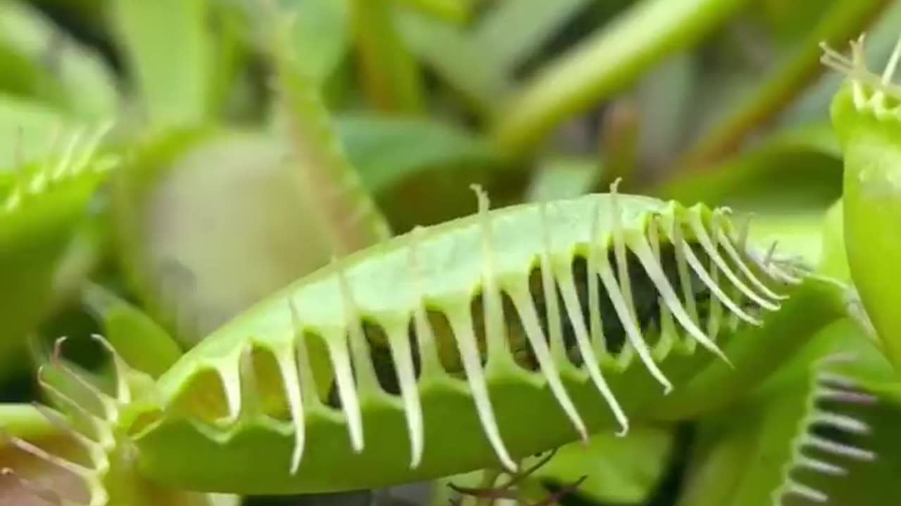 Traping a sun fly in lock
