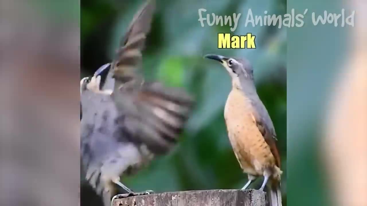 FUNNY ANIMAL